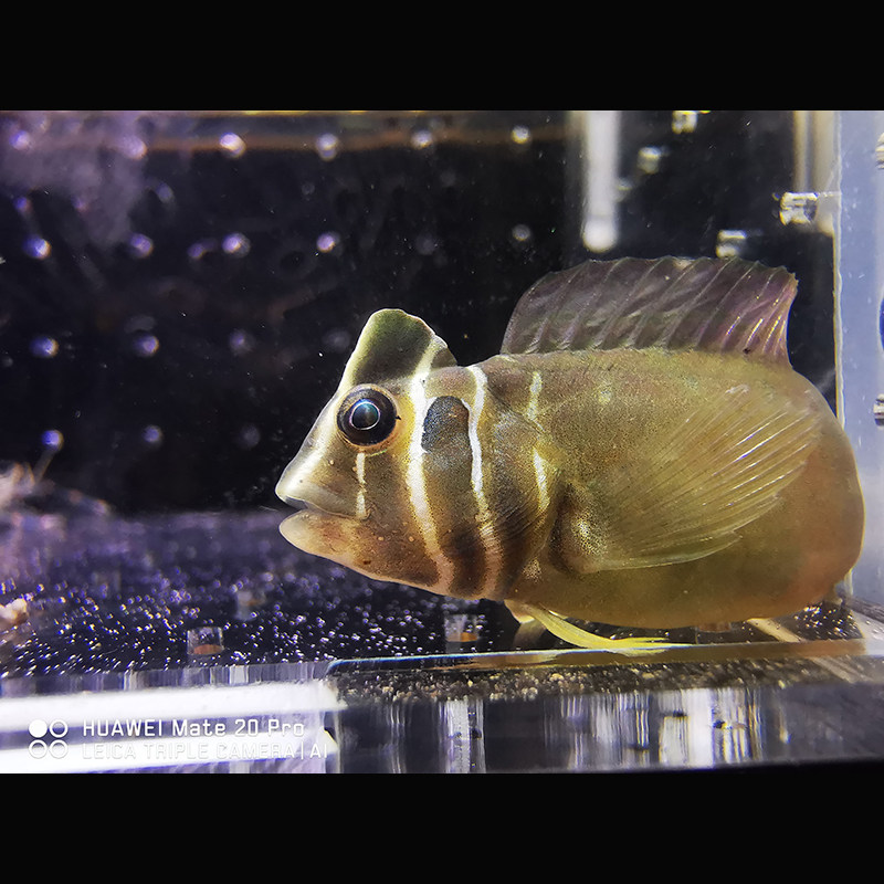 斑头肩鳃奥特曼青蛙海水汽水淡水鱼原生冷水鱼养活鱼