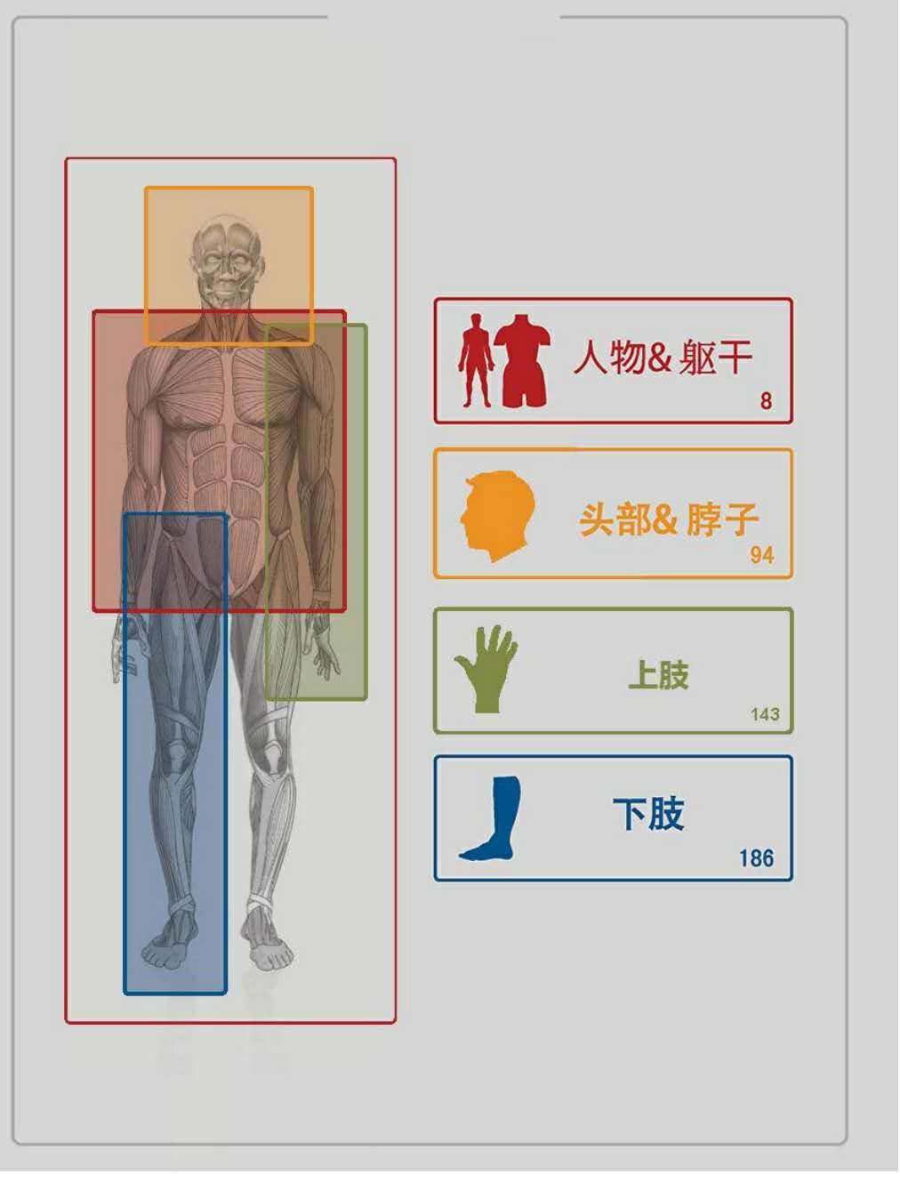 艺用人体结构cg绘画参考人体肌肉表现pdf中英文人体骨骼治人体崩