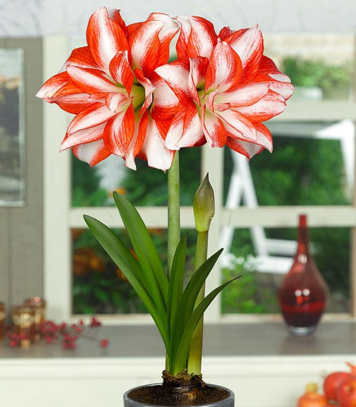 园艺家花卉球根盆栽进口荷兰朱顶红弗雷双梦爱神种球