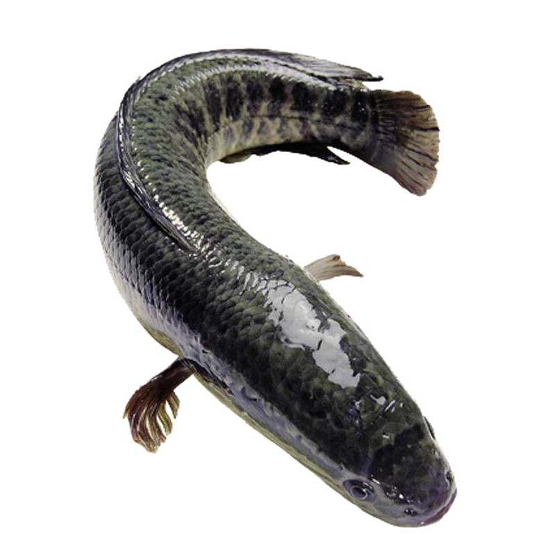 鱼苗黑鱼20cm活淡水生纯种小土南方大口鲶鱼鱼