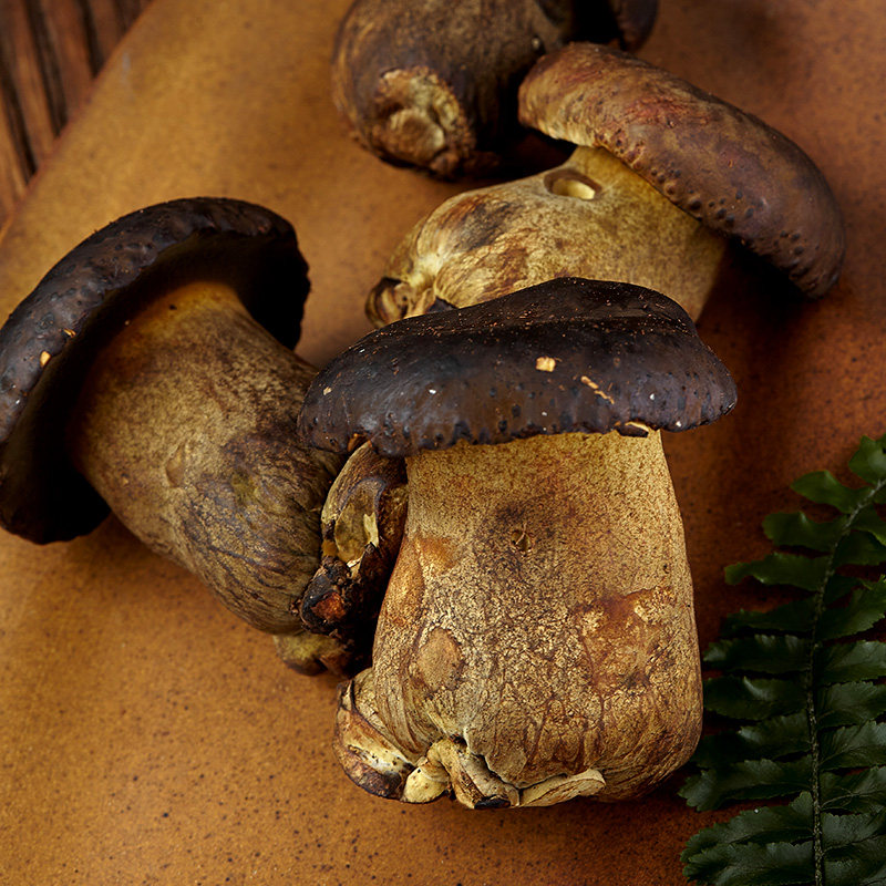 黑牛牛肝菌新鲜云南菌菇蘑菇美味食用菌火锅食材新鲜松茸