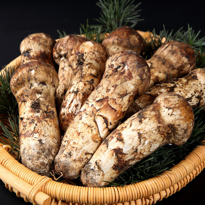 野生松茸新鲜正宗云南香格里拉菌松500g出口级未新鲜松茸