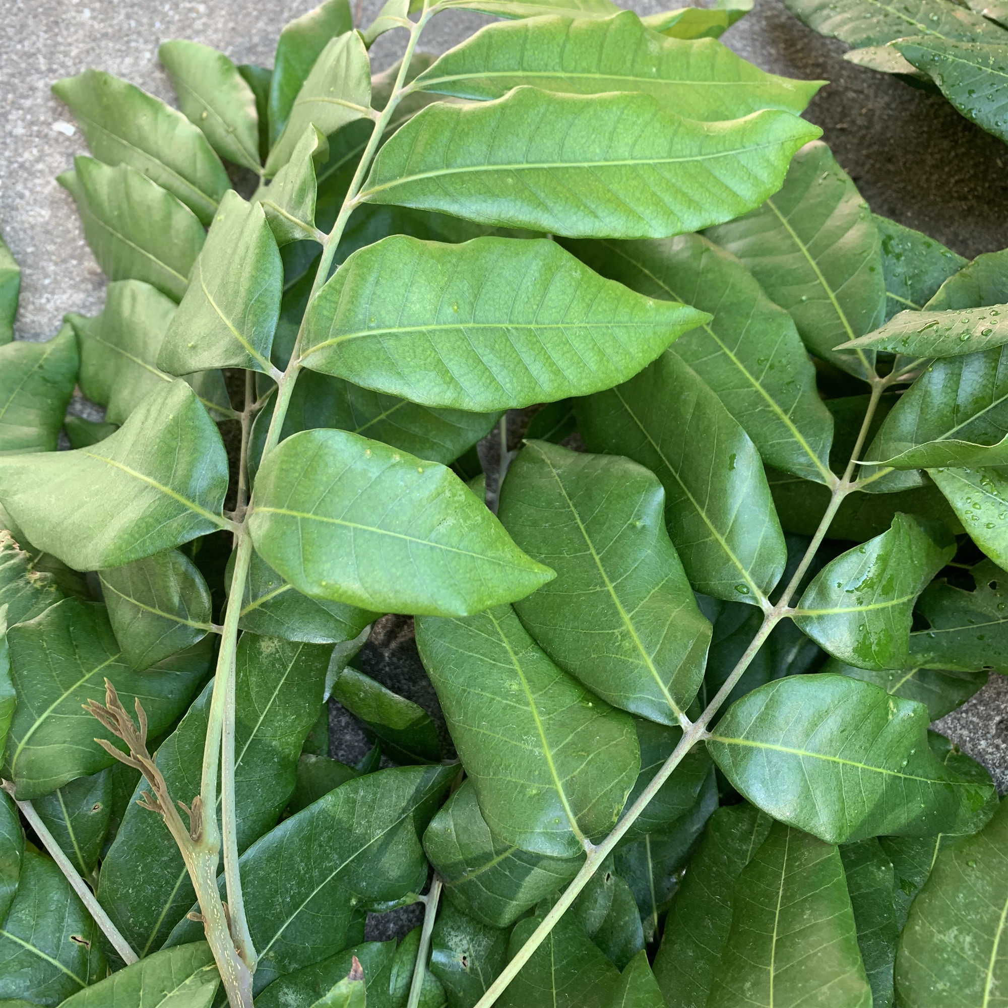 奇甲龟舍龙眼叶养龟水龟应激包邮躲避调节酸碱度ph调节剂