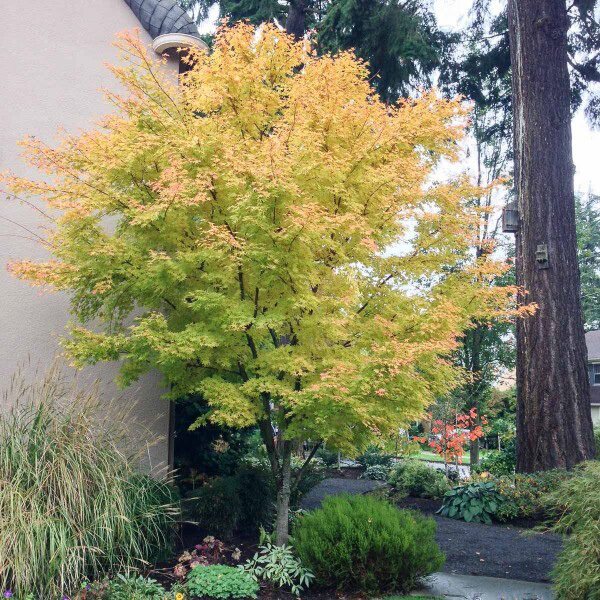 乔木盆栽花园阳台庭院日式小乔日本耐阴红枫观叶