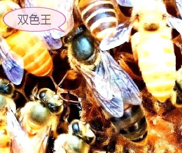 月销量达共到了183单,除了本产品的供应外,还提供了中蜂种蜜蜂王新开