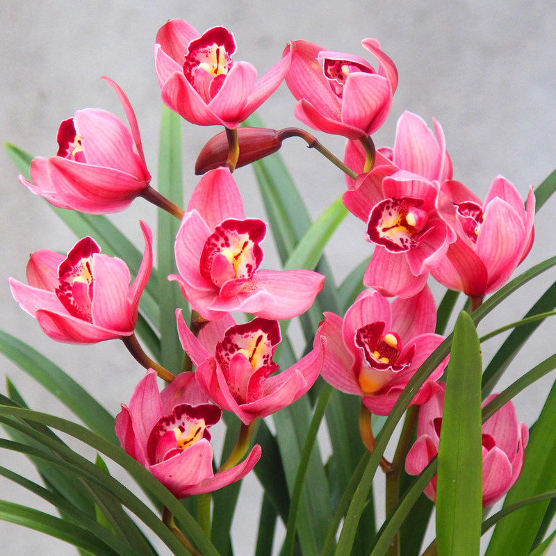 兰花【红贵人】蕙兰盆栽室内植物四季好养大花浓香型花卉 兰花苗