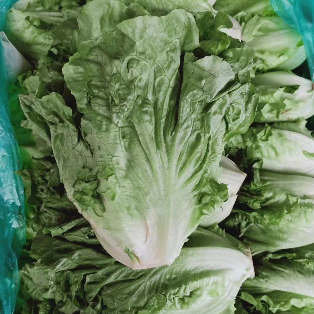 京津冀满68罗马生菜包邮一斤装新鲜蔬菜远东春生鲜