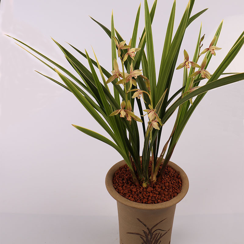 兰花黄金彩虹四季兰建花苗金边花卉易花艺花艺时令草本花卉