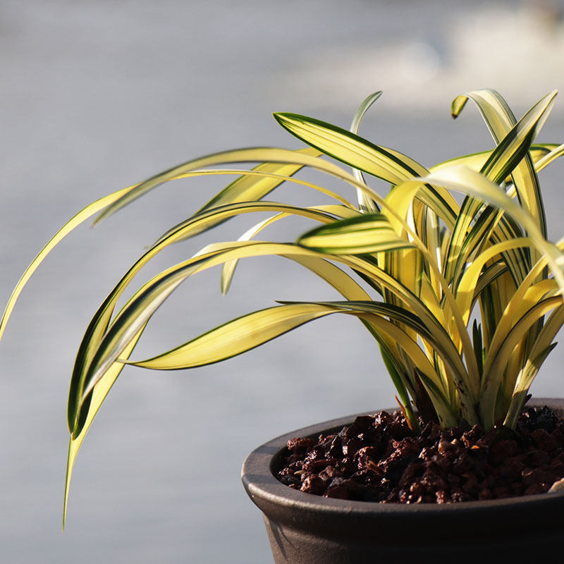 兰花花苗矮种金边春兰中透月室内盆栽绿植植物时令草本花卉