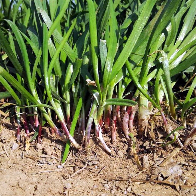 菜苗四季韭菜菜根现挖包邮红根韭种子阳台盆栽其它