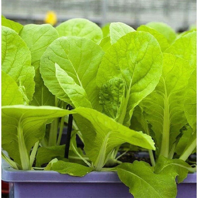 种植阳台种菜专用有机蔬菜肥料土壤花土营养花盆