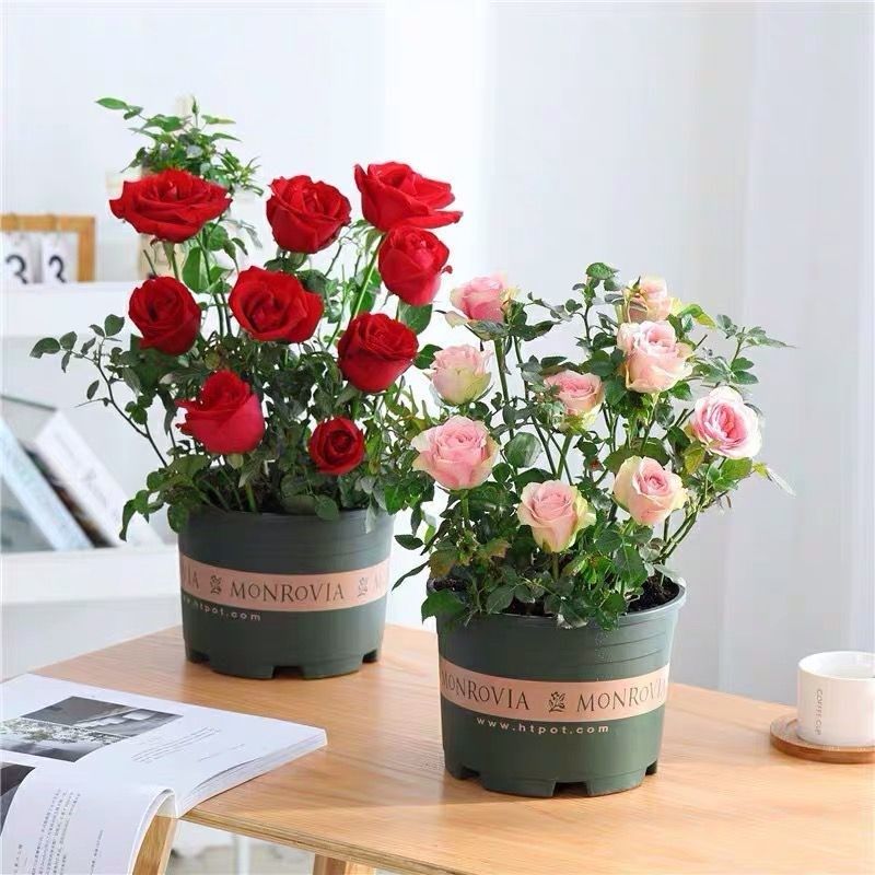 月季玫瑰花专用盆栽酸性透气沙质营养有机肥料壤种花盆