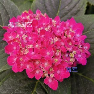 海军 进口重瓣绣球花苗扦插小苗一加仑苗新品 海军蓝 枫雪园艺 - 爱购