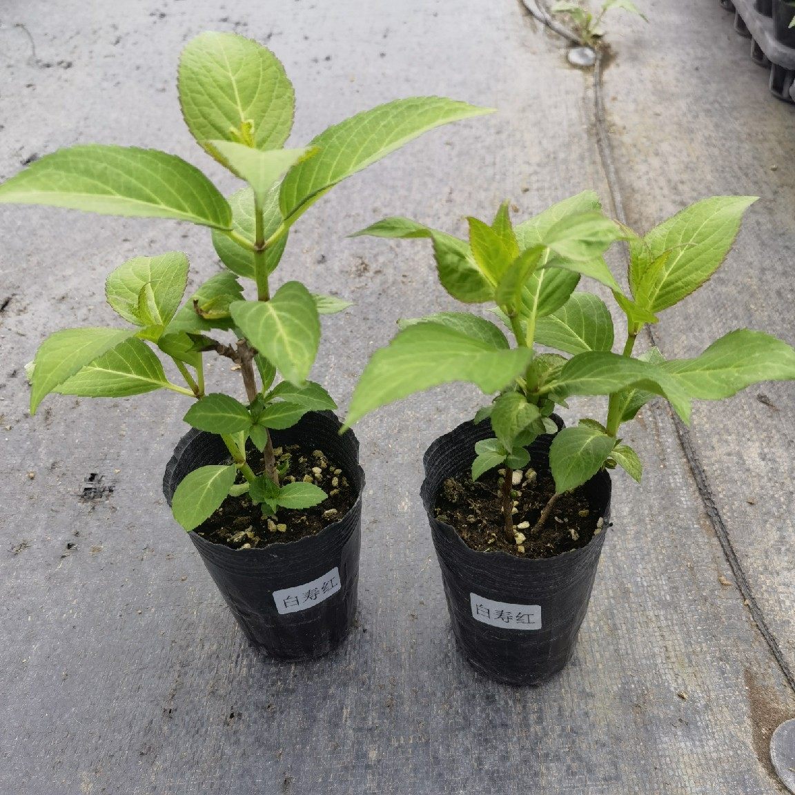 进口大花绣球白寿红扦插小苗花苗盆栽院子阳台时令草本花卉