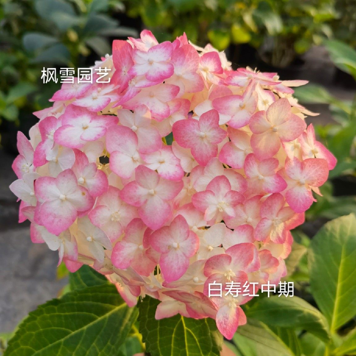 进口大花绣球白寿红扦插小苗花苗盆栽院子阳台时令草本花卉