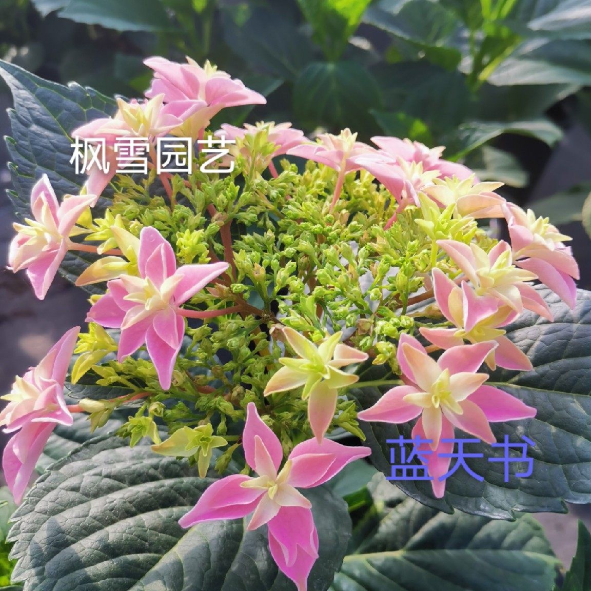 枫雪园艺蓝天天书进口绣球花苗扦插小苗庭院时令草本花卉