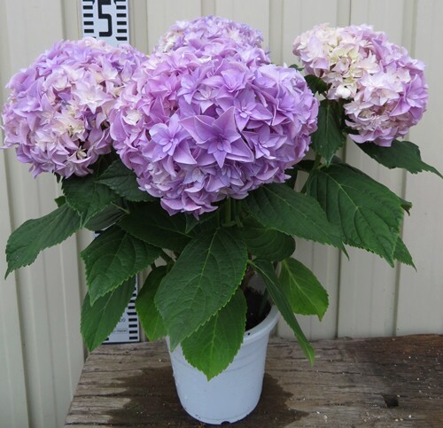 进口大花绣球花苗花神你我我的玩美阳台庭院时令草本花卉