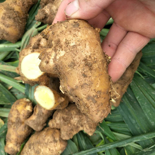 山东老姜母带泥发货带箱5斤干姜黄姜月子姜新鲜