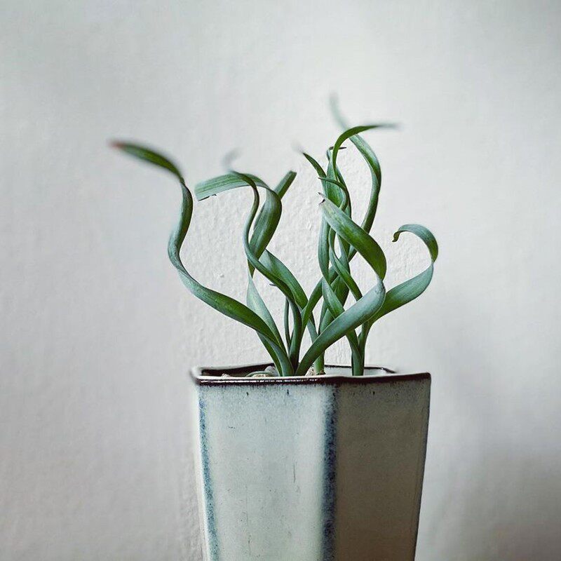 宽叶弹簧草稀有趣味开花块根多肉植物绿植办公室多肉植物