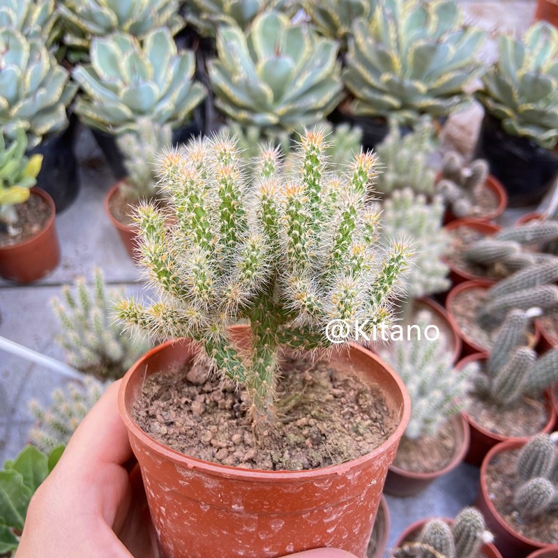 松鼠团扇仙人掌毛茸茸多肉植物品种室内阳台甲醛多肉植物