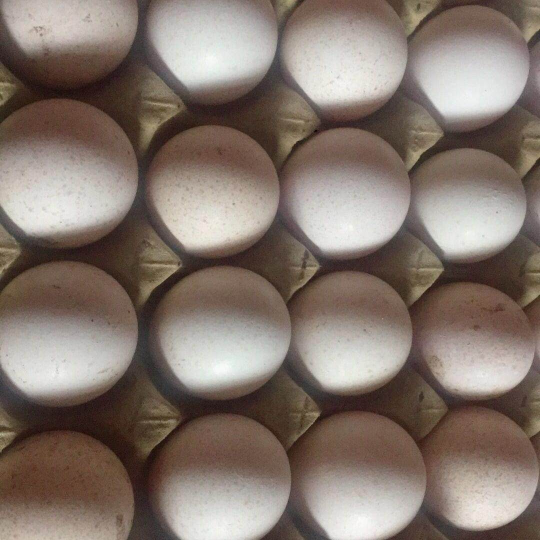 火鸡蛋包邮种蛋 可受精的蛋 火鸡种蛋 孵化蛋 鸡蛋纯种青铜授精蛋