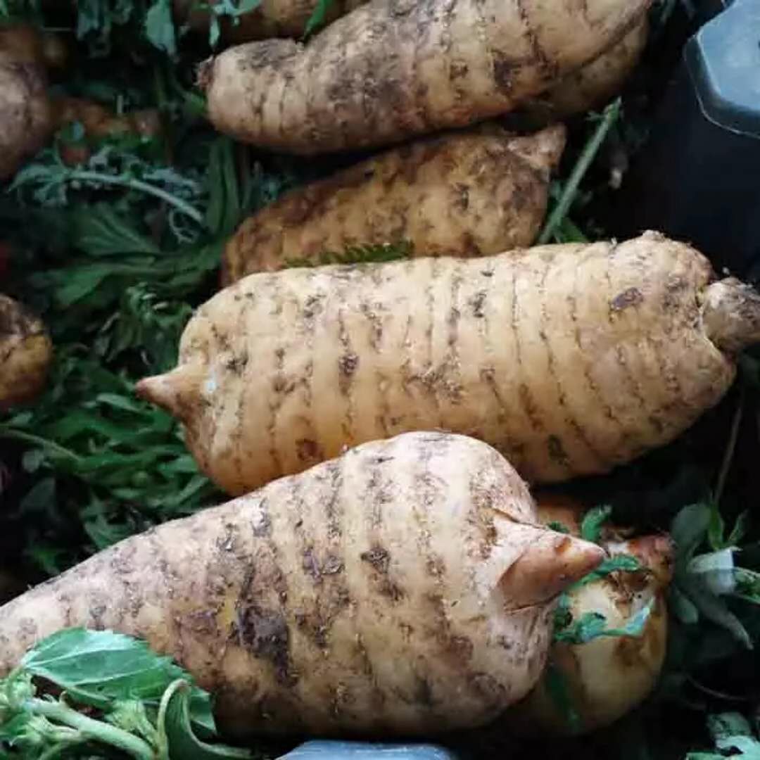 秦岭新鲜湿生天麻非云南昭通现挖冬麻鲜生防野生天麻3斤包邮现货