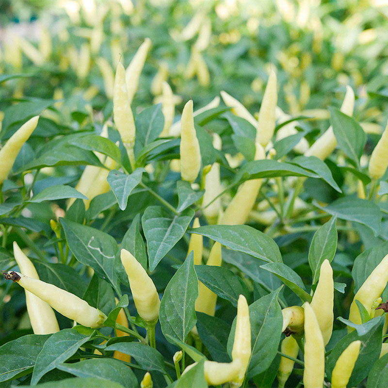 泡椒朝天种籽菜种春季超辣种子正宗小米种孑家庭园艺种子