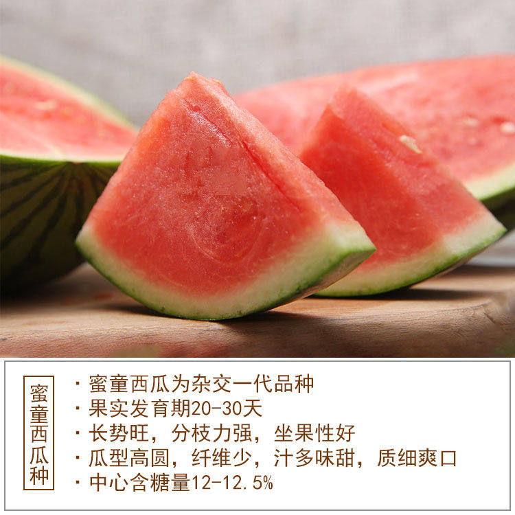 种子西瓜先正达超甜礼品蜜童超耐无籽西瓜臻品蔬菜种子