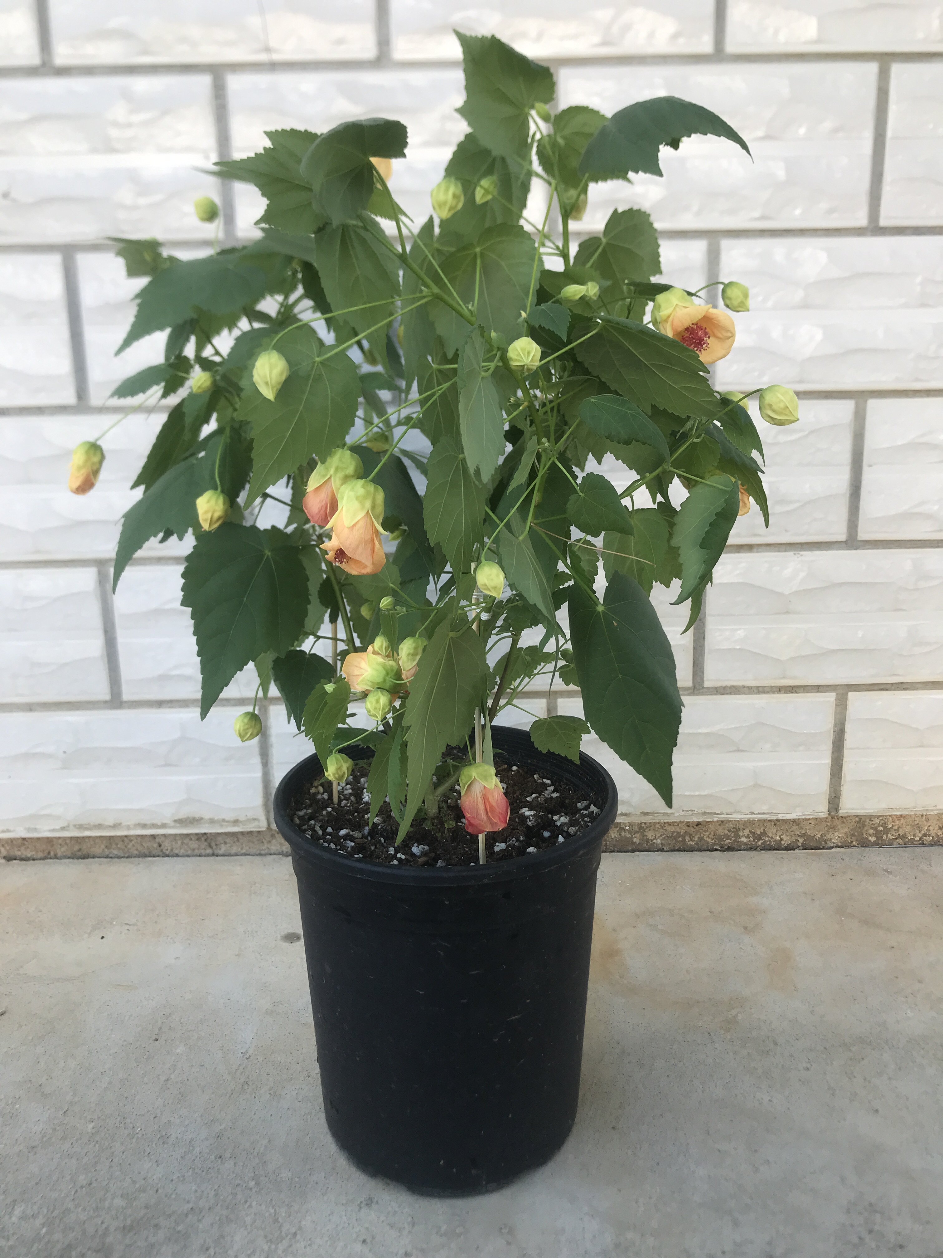 微风园艺日本大花苘麻风铃花悬铃花灯笼净化空气时令草本花卉