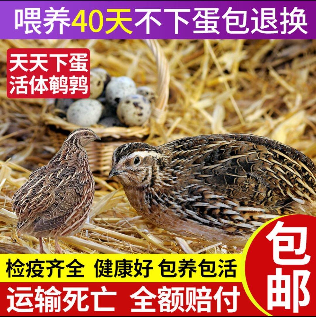 鹌鹑活苗天天下蛋繁殖种鸟好养活体宠物芦花鸟