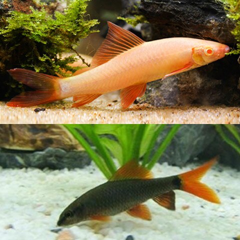 青苔鼠鱼清道夫吃屎鱼粪老鼠鱼观赏金苔鼠垃圾鱼
