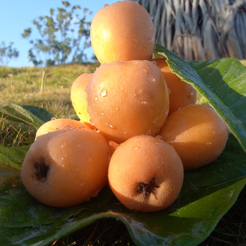 精品大果 云南蒙自枇杷果新鲜水果当季非攀枝花米易龙泉枇杷 3斤