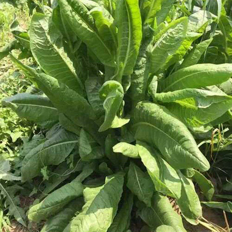 菊苣种子高产进口多年生牧草种子大叶畜牧养殖南方北方四季草种籽