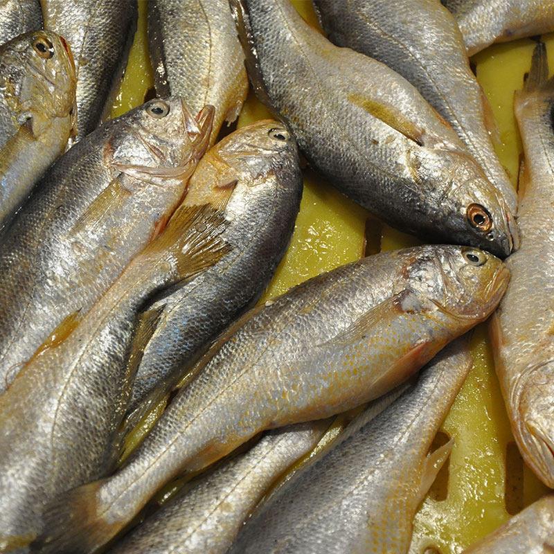 小黄黄鱼东海海鲜水产海鲜活深海海鱼新鲜黄花鱼黄鱼