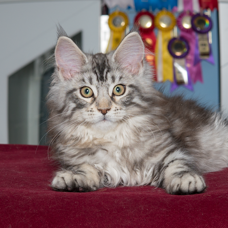 缅因猫幼纯种巨型红虎俄罗斯赛级银虎上海大天使猫咪