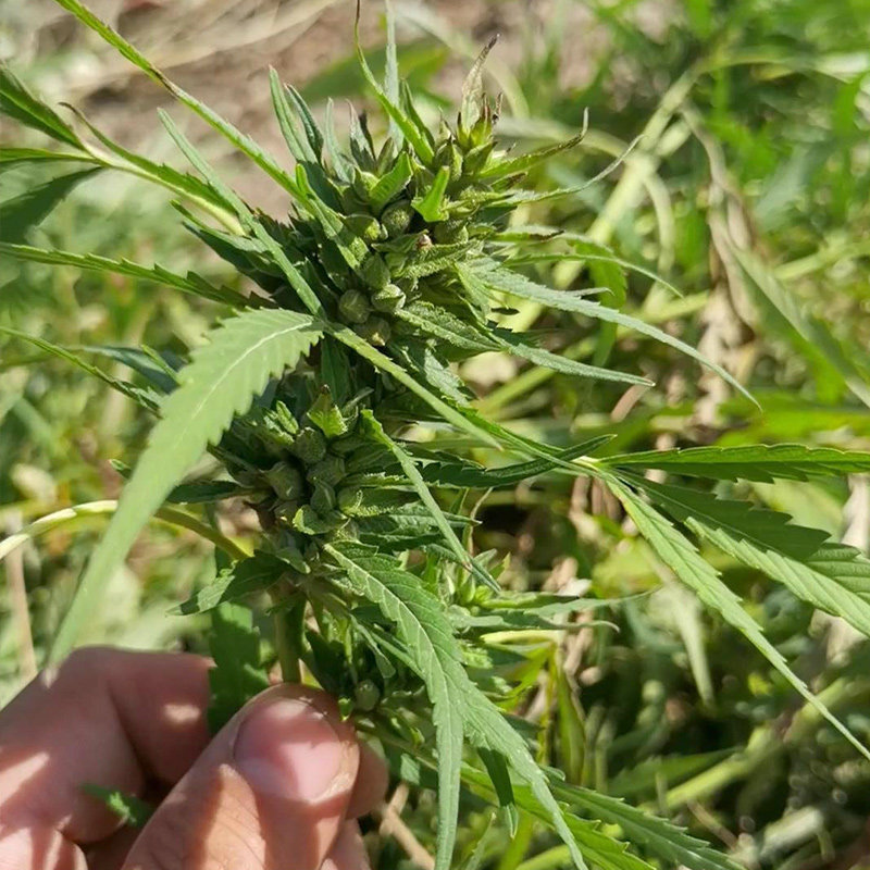 中小颗粒麻子麻籽麻仁鹦鹉鸟粮仓鼠松鼠粮鸽鸟食