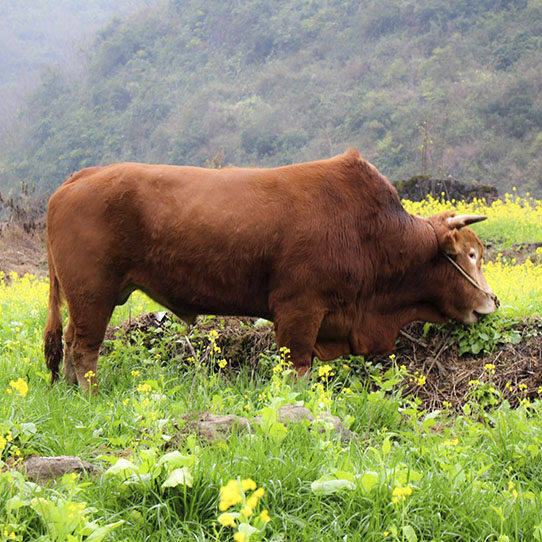 贵州农家放养新鲜当天现杀土黄牛肉里脊肉云生牛肉
