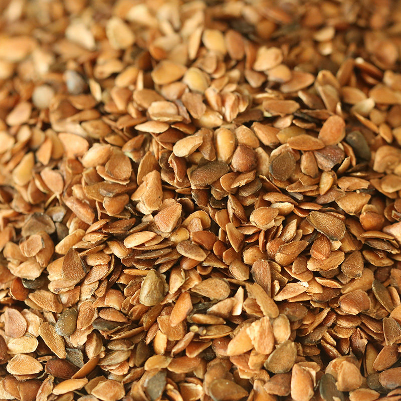 香椿籽种种子四季红油火烈鸟香椿树树苗芽苗菜春芽家庭园艺种子