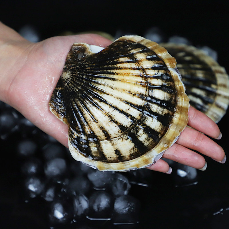 扇贝大连鲜活超大夏夷贝即新鲜生鲜海鲜水产夏夷贝
