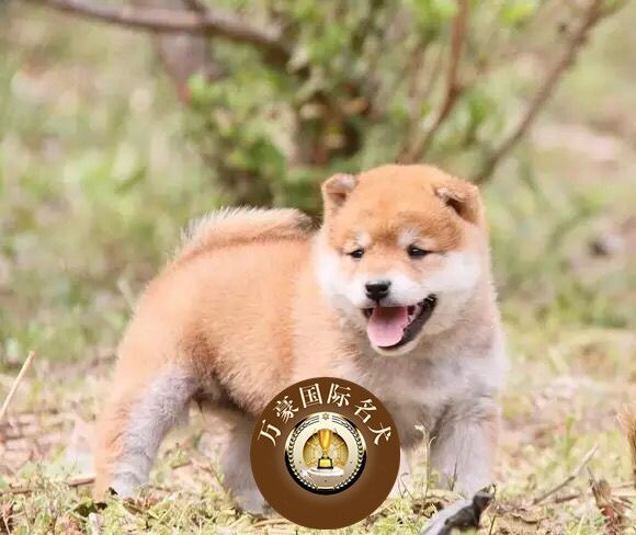 可空运赛级日系柴犬幼犬宠物狗狗出售纯种血统日本柴犬幼犬