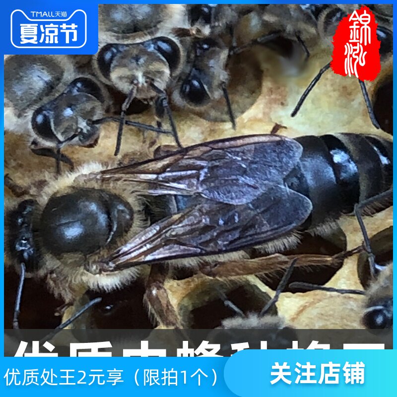 黑蜂王种王新中蜂四川蜜蜂阿坝土蜂中蜂王开产中锋蜂王高产王种王