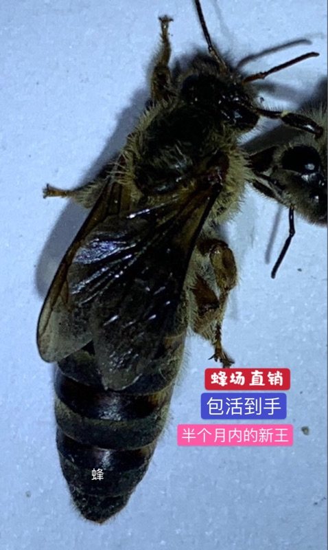 中蜂蜂王种高产黑王阿坝优质开产新王产卵双色杂交活体蜜蜂处女王