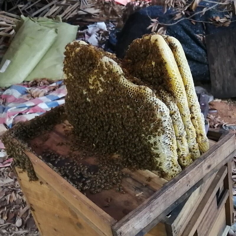 中蜂种王中蜂王活体新高产蜂王双色中蜂良种蜂王阿坝杂交开产王