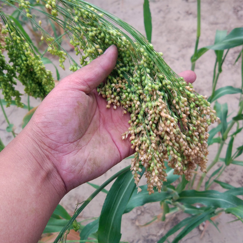 2021包粽子米黍米年糕粽子小米新米米粘糜子米软小米