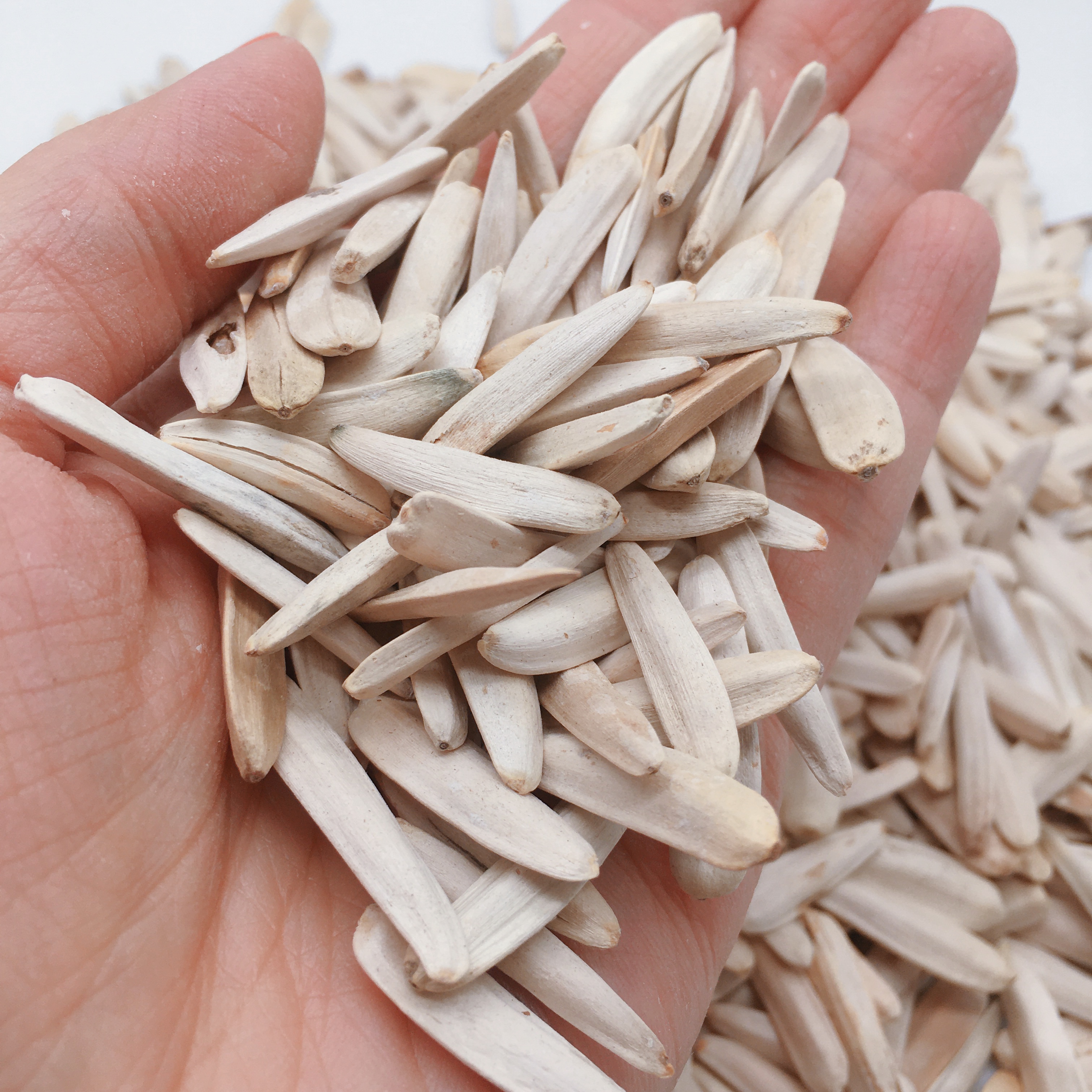 新疆特产马牙白牙签瓜子狼牙原味2斤散装葵花瓜子