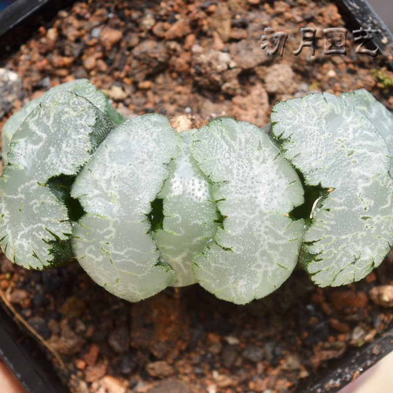 虞姬玉扇初月园艺瓦苇十二经典铭品珍稀有多多肉植物