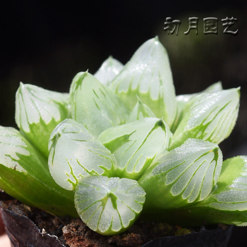 冰城寿 初月园艺 背窗三杰十二卷多肉植物玉露玉扇万象有一物一拍