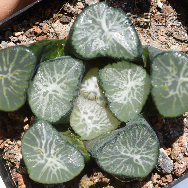 白妙万象初月园艺十二经典铭品鼻祖珍稀多肉多肉植物