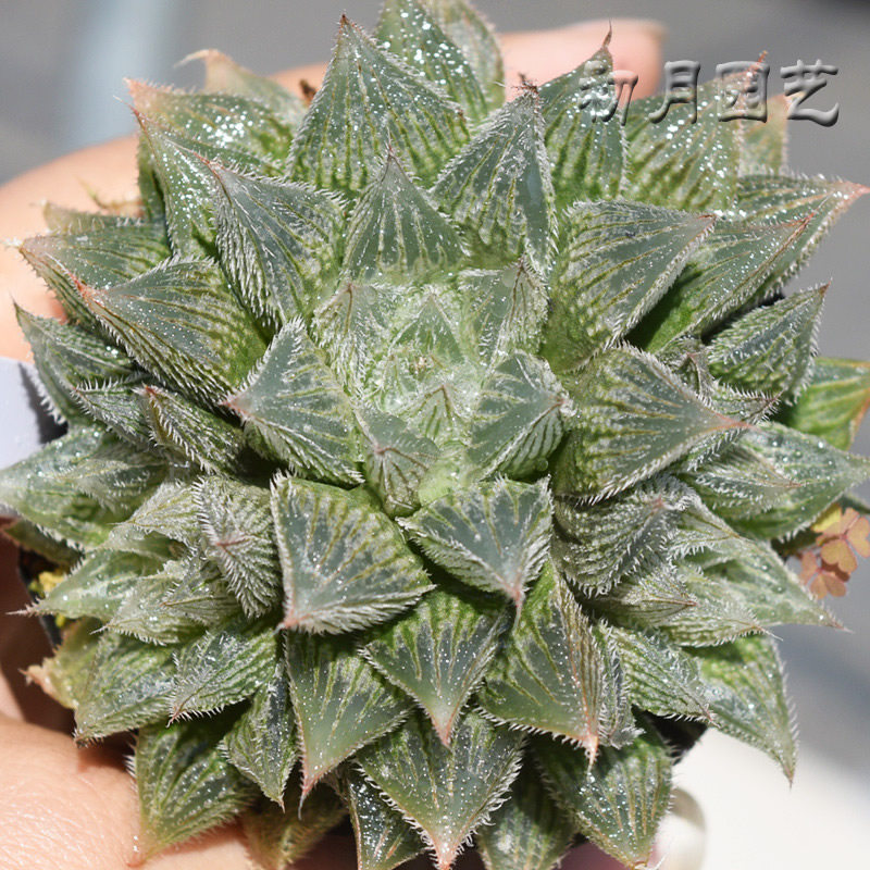 白银绘卷玉露多肉组培苗驯化十二12类多肉植物多肉植物