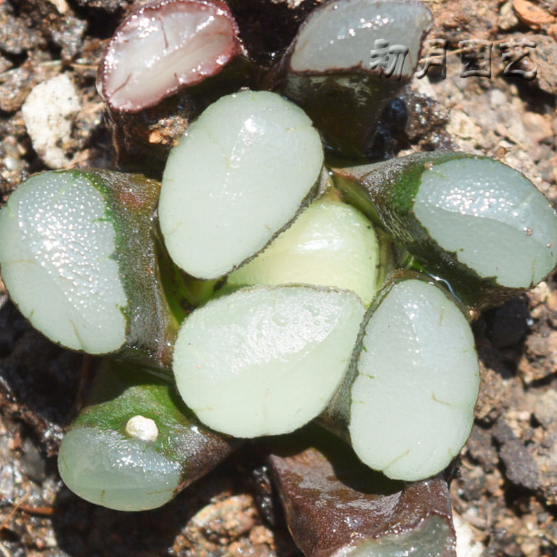 紫镜万象初月园艺经典中小型种铭十二卷多植物多肉植物